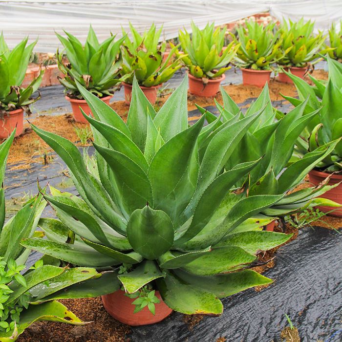 Agave foxtail flower