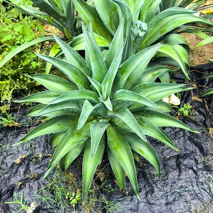lion's tail agave