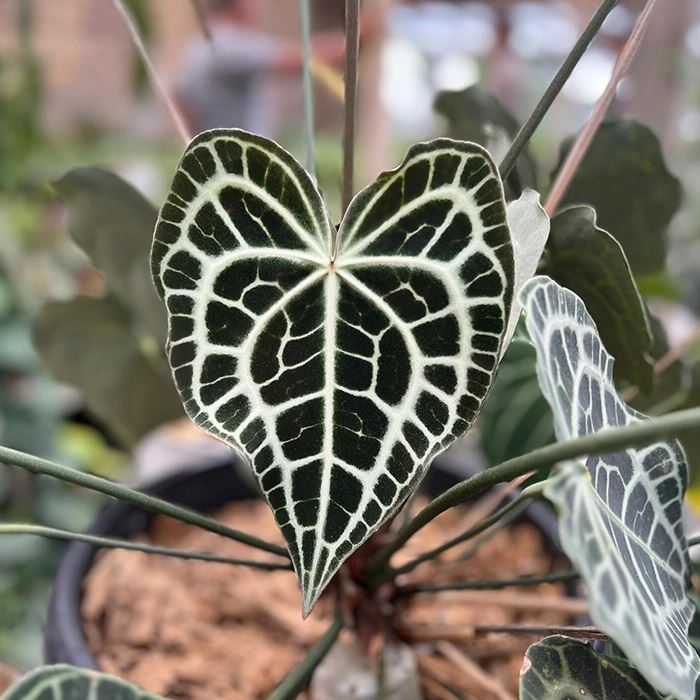 anthurium king of clarinervium
