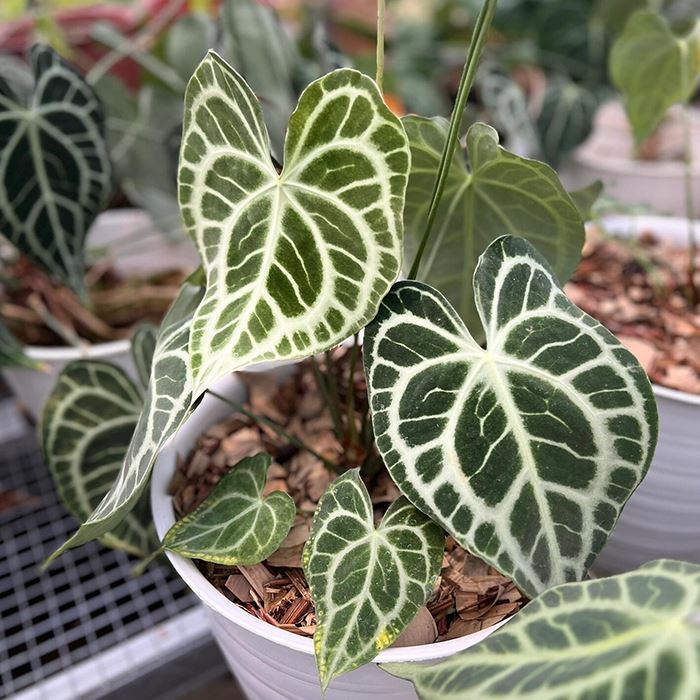 anthurium clarinervium king