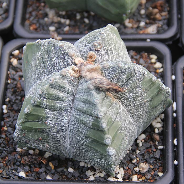 Astrophytum Myriostigma cv Kikko