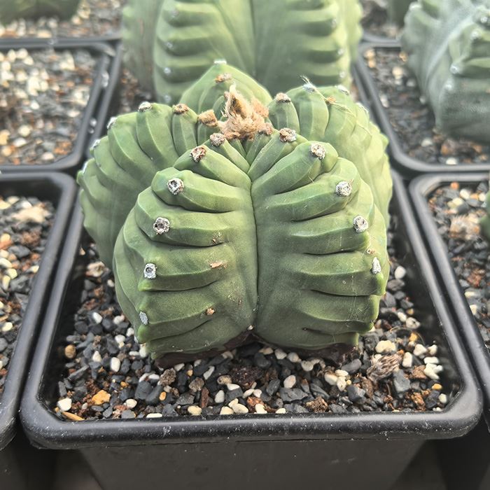 Astrophytum Myriostigma cv Kikko