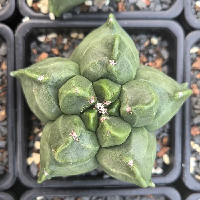 Astrophytum Myriostigma cv Kikko