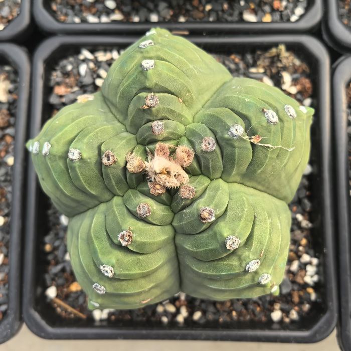 Astrophytum Myriostigma cv Kikko
