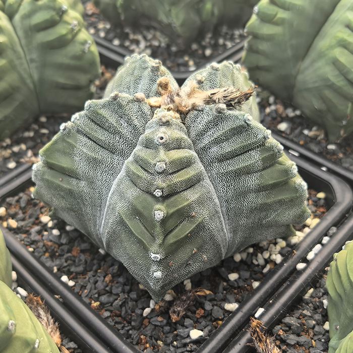 astrophytum kikko nudum