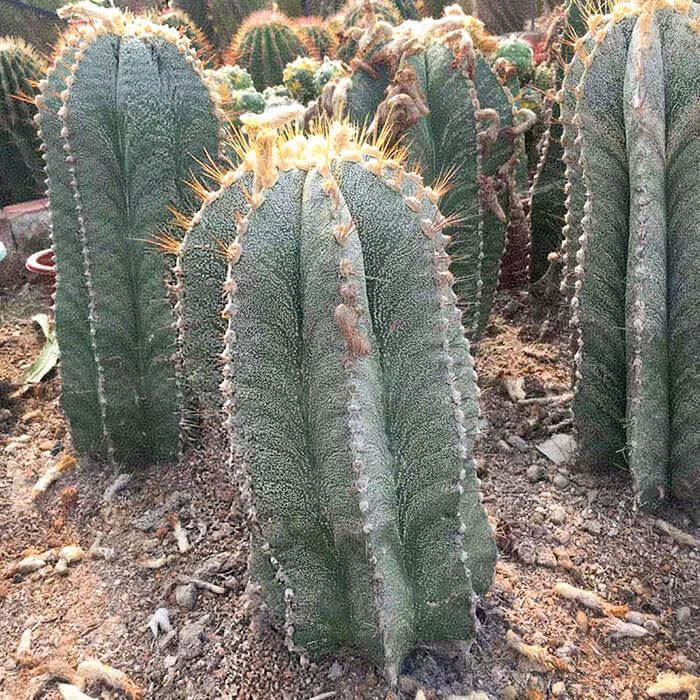 Astrophytum Ornatum Star Cactus