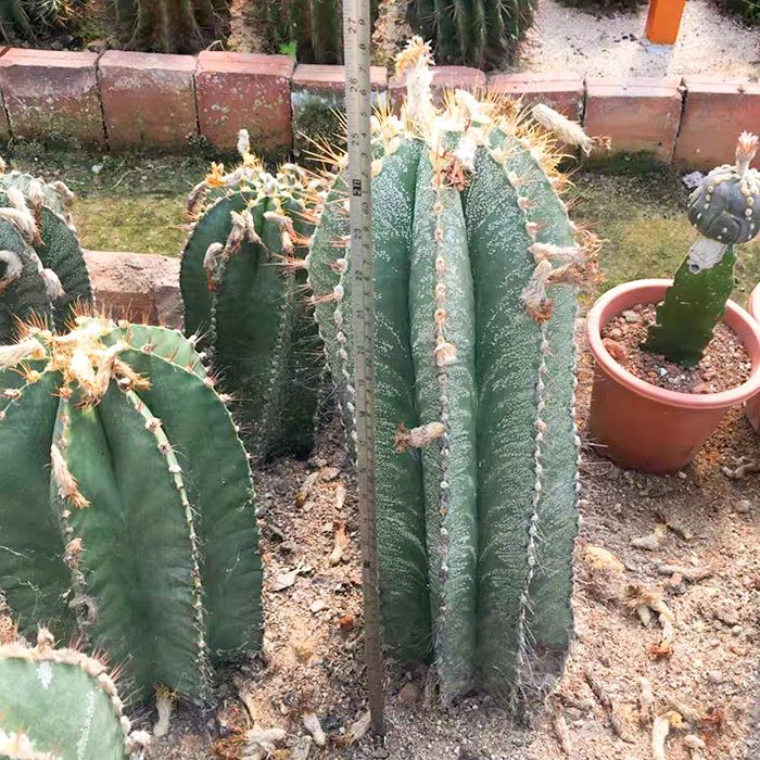 Astrophytum ornatum star cactus