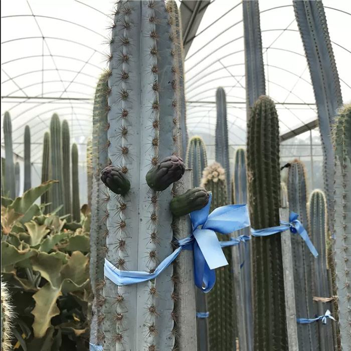 p pachycladus