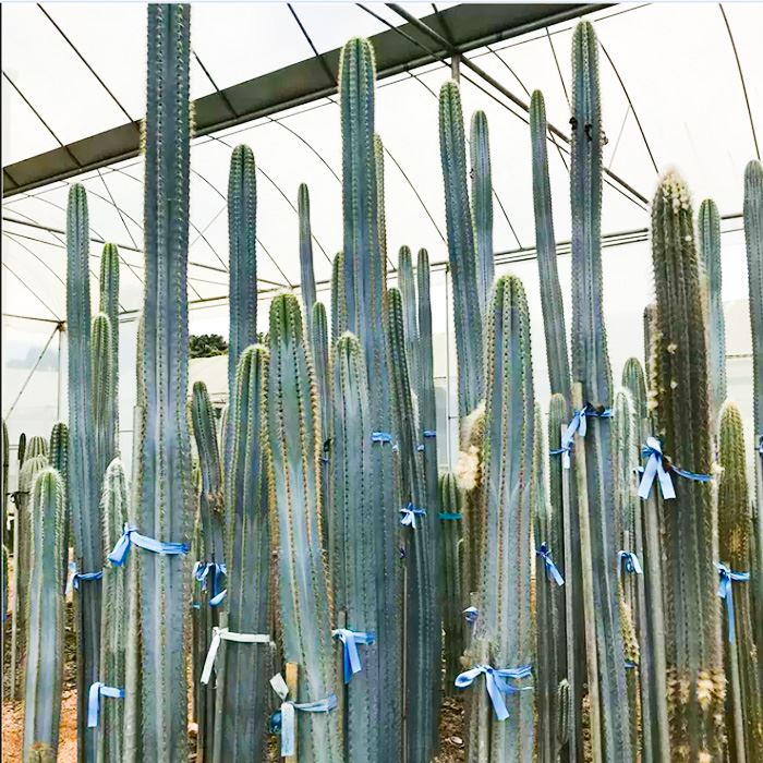 Pilosocereus azureus