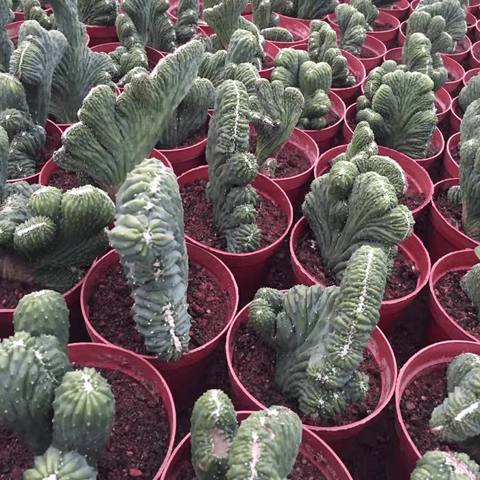 Cereus Peruvianus Mostruoso F. Cristata