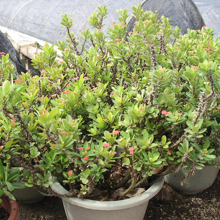 Euphorbia milii var. splendens