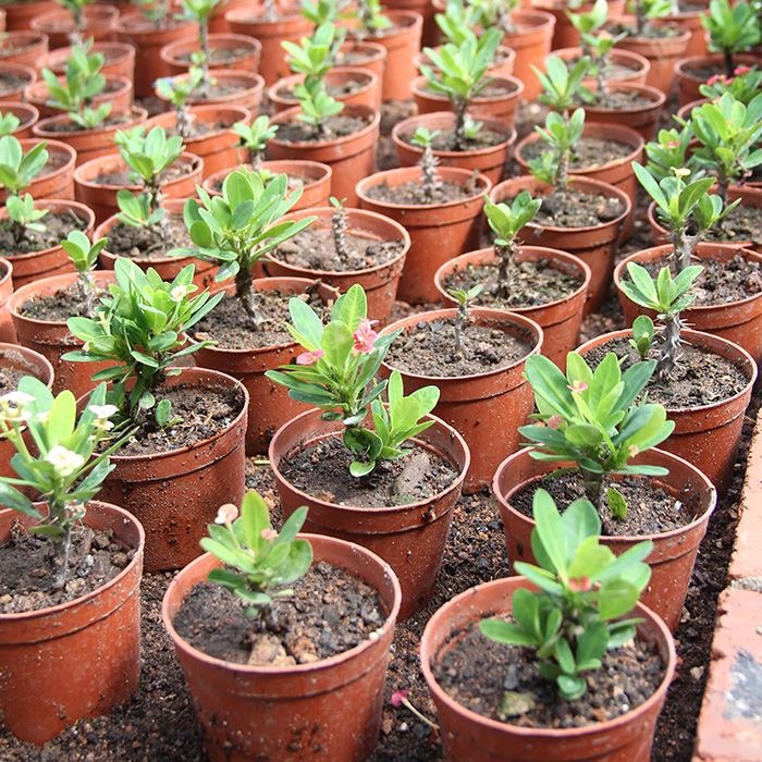 euphorbia milii for sale