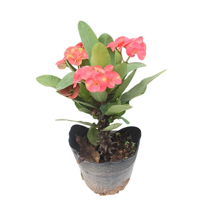 crown of thorns plant