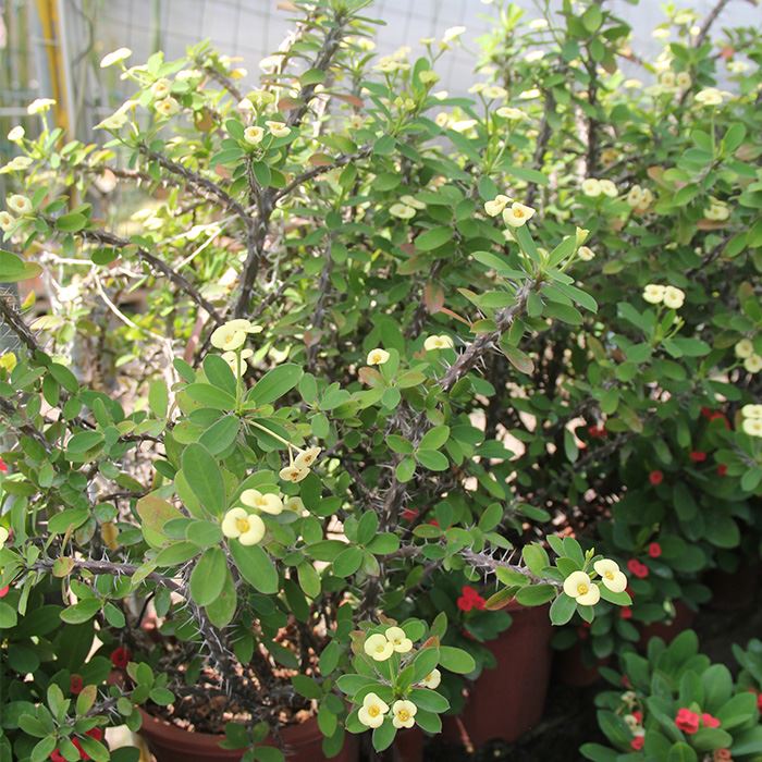 crown of christ plant