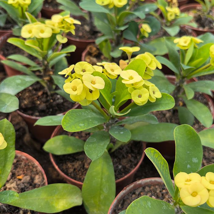 crown of thorns flower