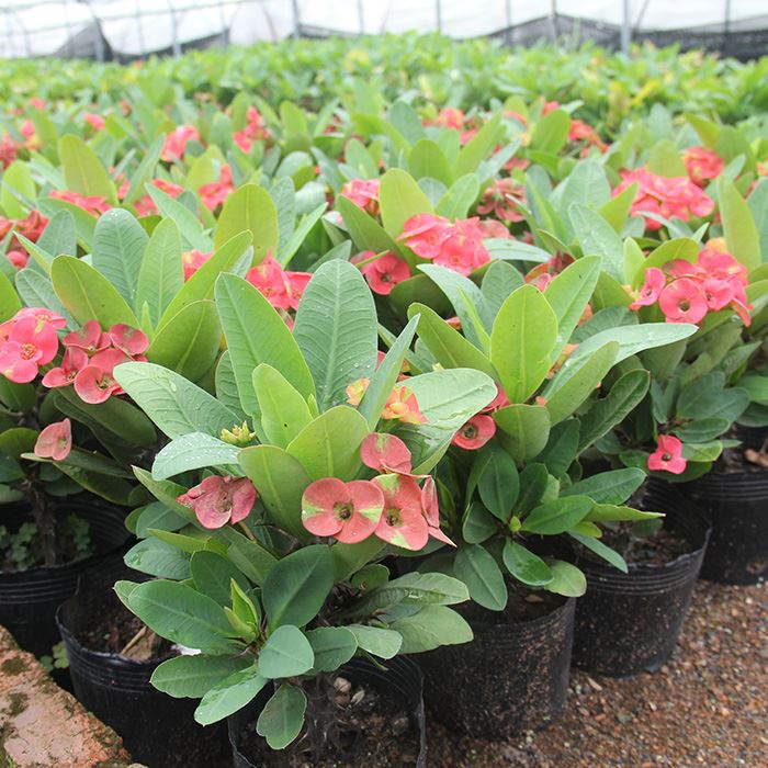 Euphorbia milii