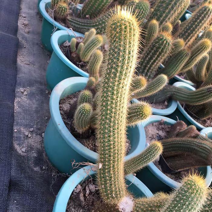 Echinopsis Huascha Var Grandiflora