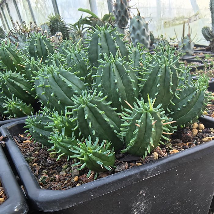 Euphorbia Aggregata A. Berger
