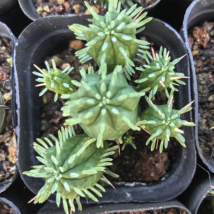 Euphorbia Aggregata A. Berger