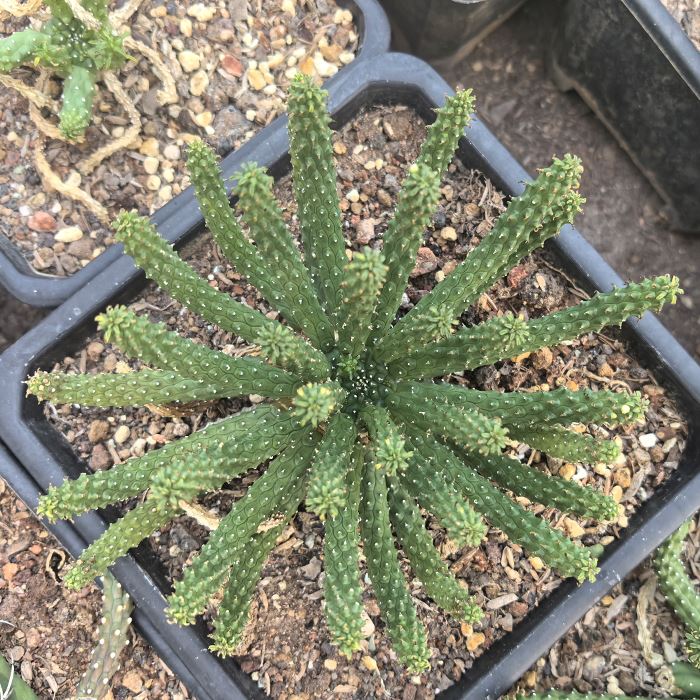 Euphorbia Inermis