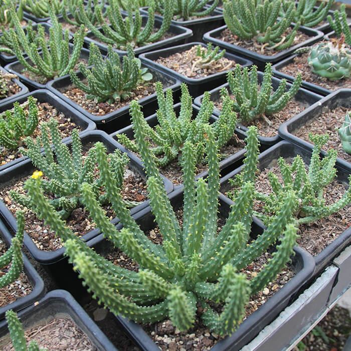 Euphorbia Inermis