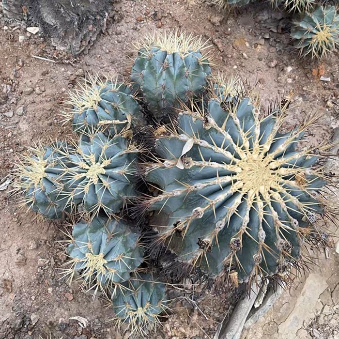 Blue Barrel Cactus