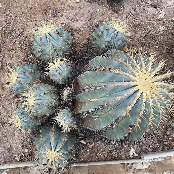 Ferocactus Glaucescens