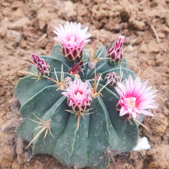 Ferocactus Macrodiscus
