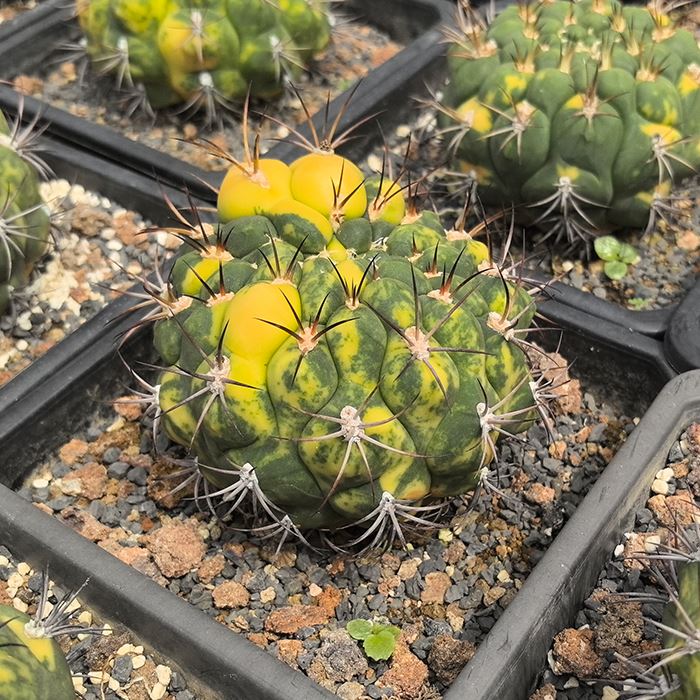 Gymnocalycium Saglionis Variegated