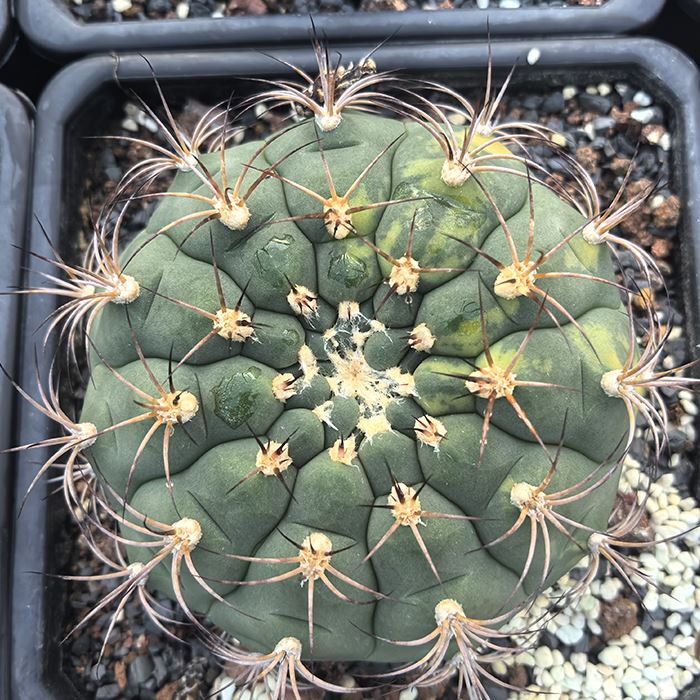 Gymnocalycium Saglionis Variegated