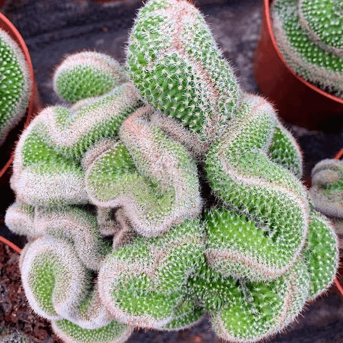 Mammillaria Hahniana Cristata