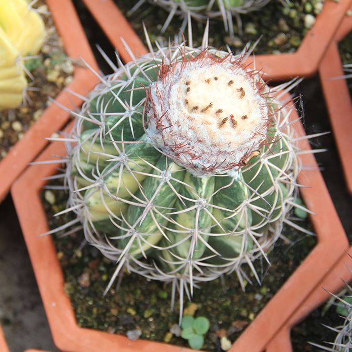 Melocactus neryi