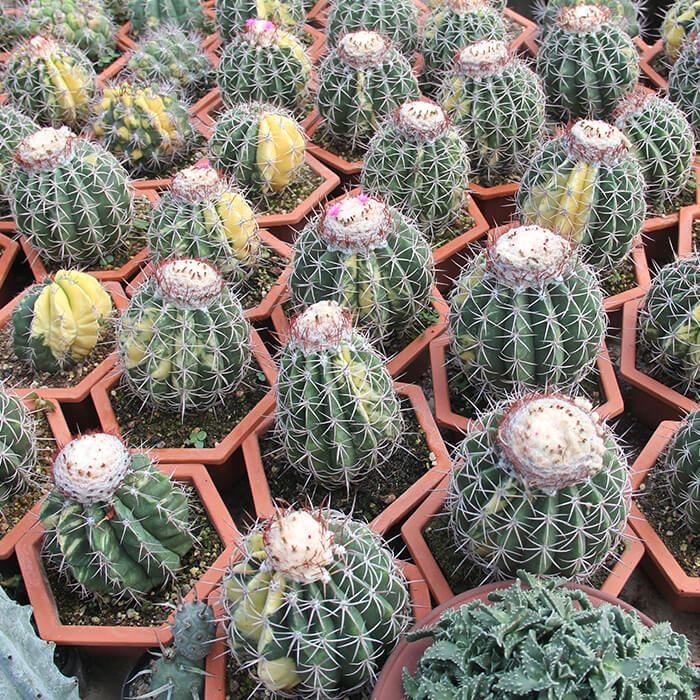 turk head cactus