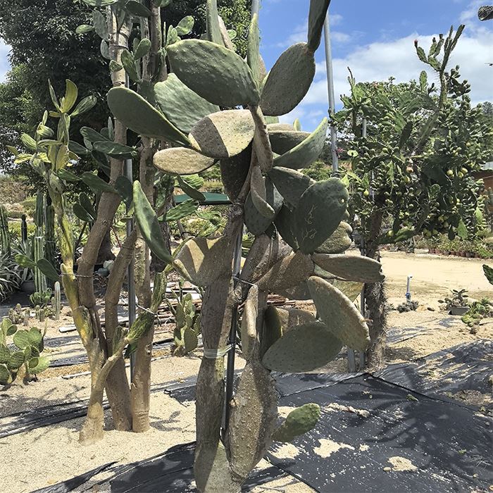 Opuntia Milpa Alta