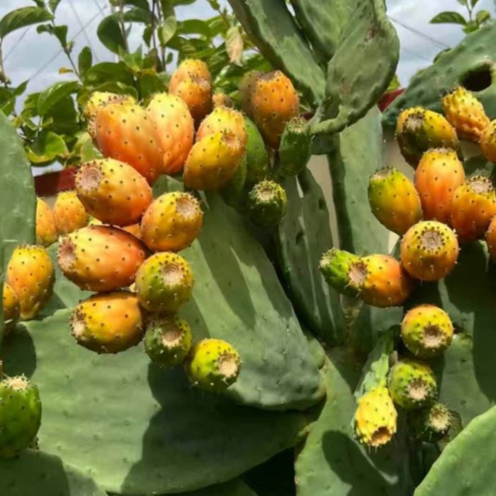 Opuntia Milpa Alta