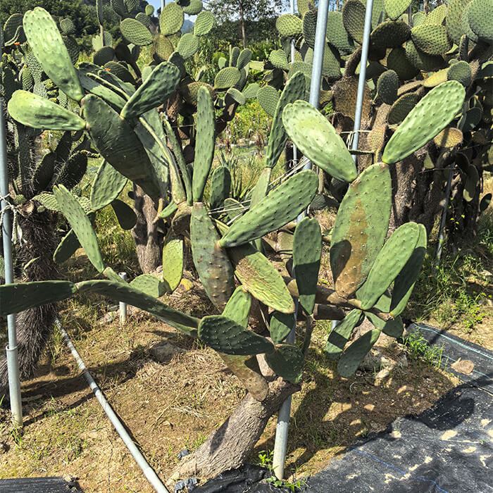 Opuntia Milpa Alta