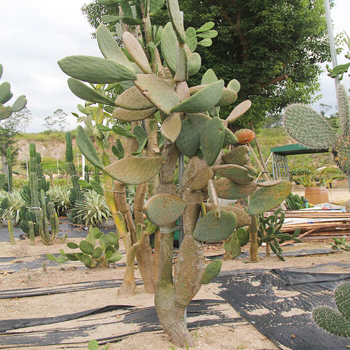 Opuntia Milpa Alta