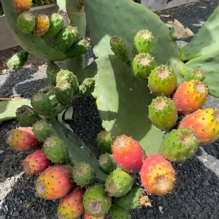 Opuntia Milpa Alta