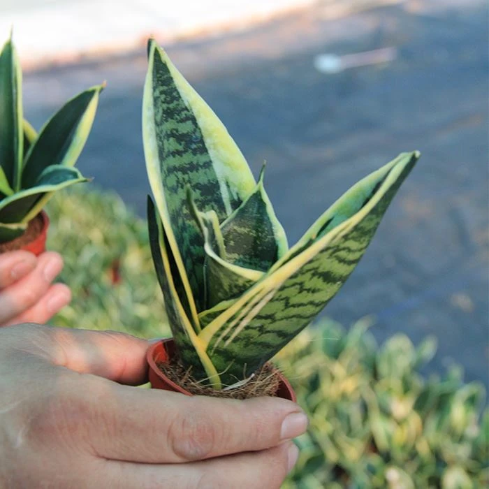 Sansevieria trifasciata 'Laurentii Dwarf'