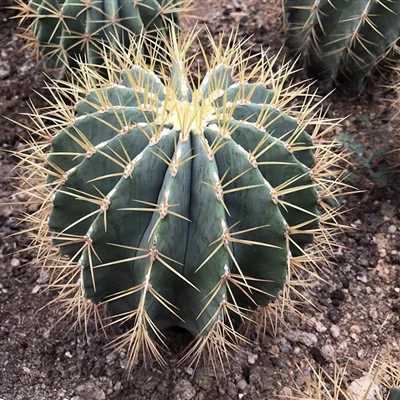 Ferocactus glaucescens