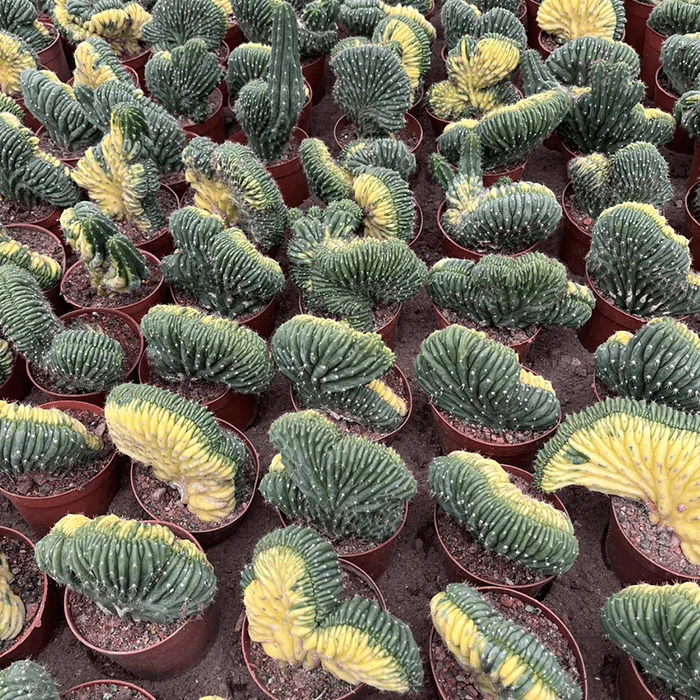 Echinopsis Trichocereus pachanoi f. cristata variegata