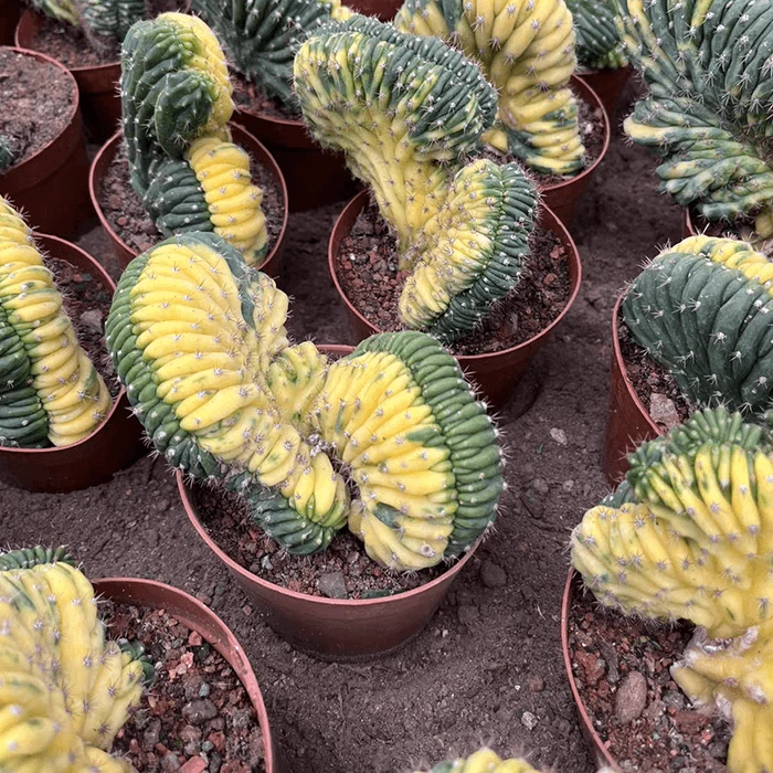 Trichocereus pachanoi cristata