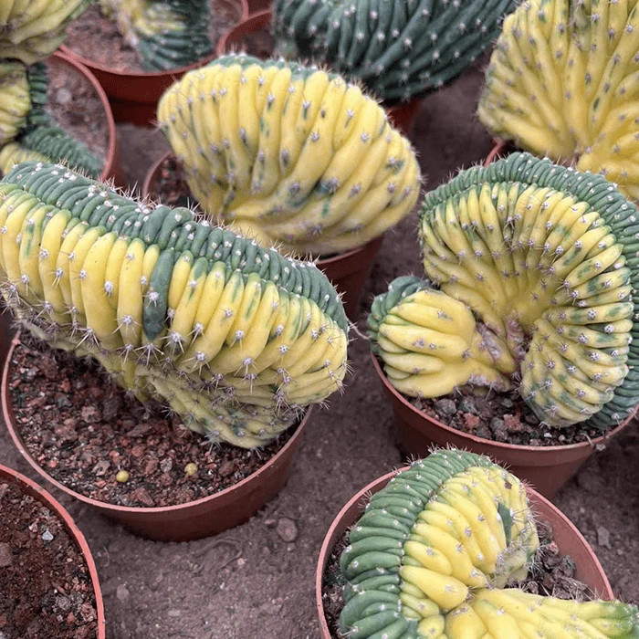 Trichocereus pachanoi f. variegata