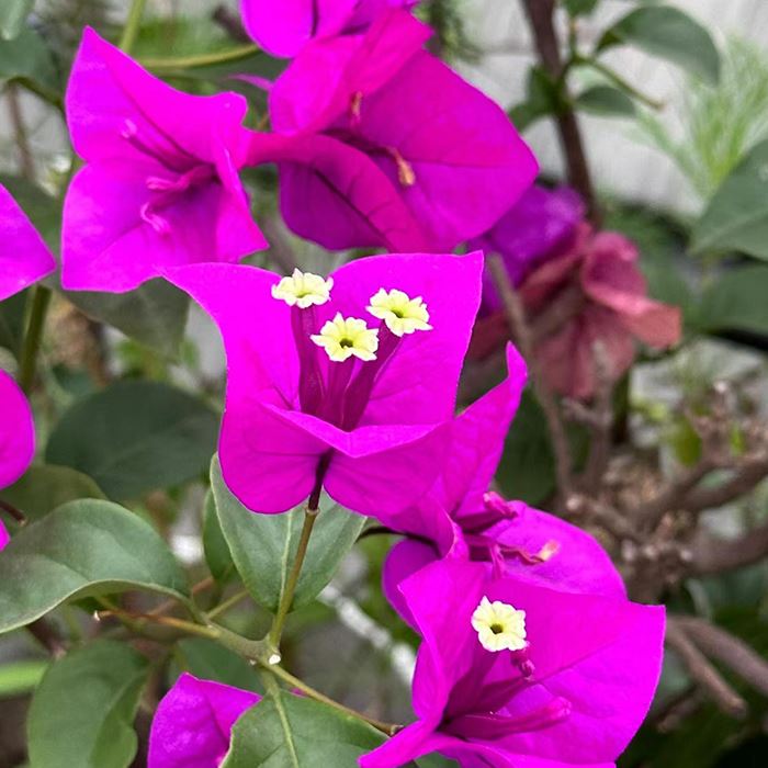 Bougainvillea Elizabeth Angus