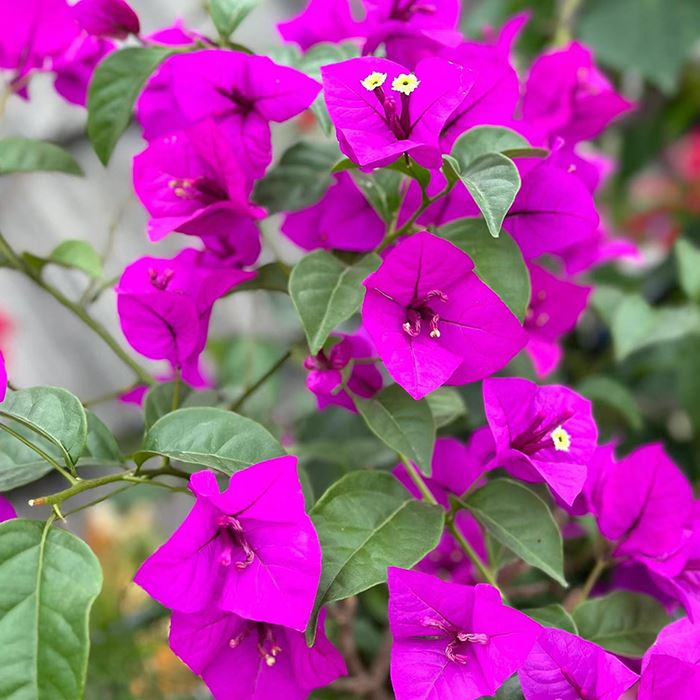 Bougainvillea Elizabeth Angus