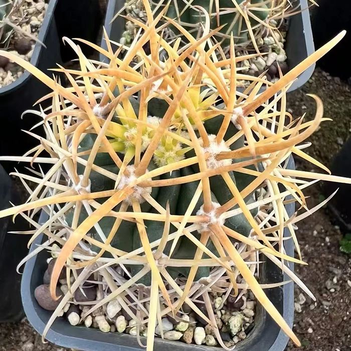 Ferokaktus chrysacanthus