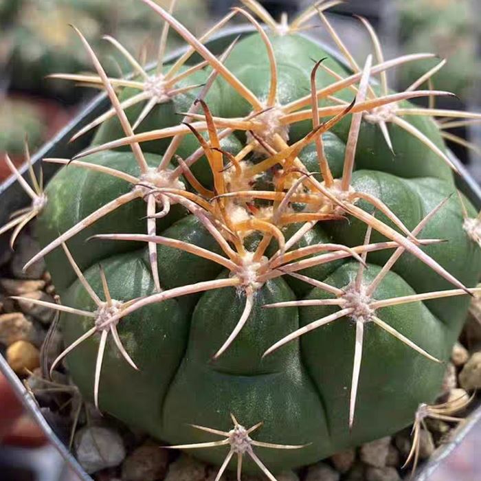 gymno chiquitanum