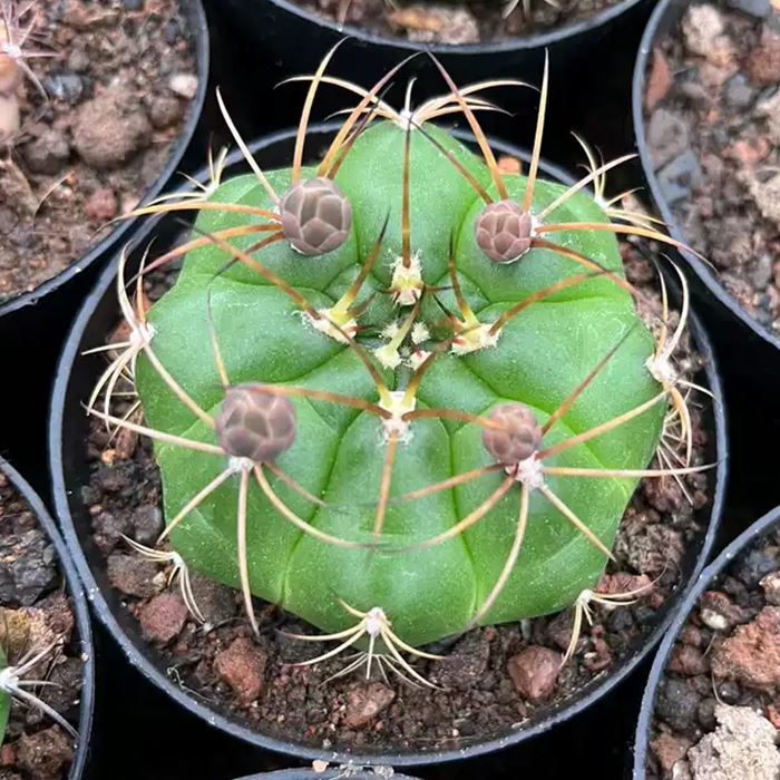 Gymnocalycium chiquitanum
