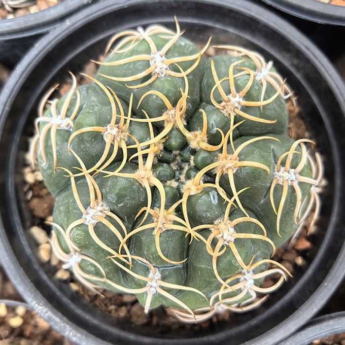 Gymnocalycium Denudatum