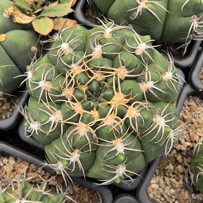Gymnocalycium Denudatum Var. Angulatum
